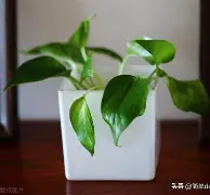 b站bv1kj411q77x置顶答案-网页版登录入口